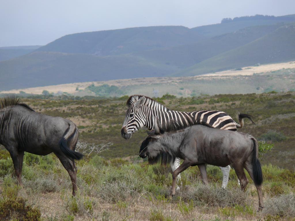 Nyaru Game Lodge Brandwag Buitenkant foto