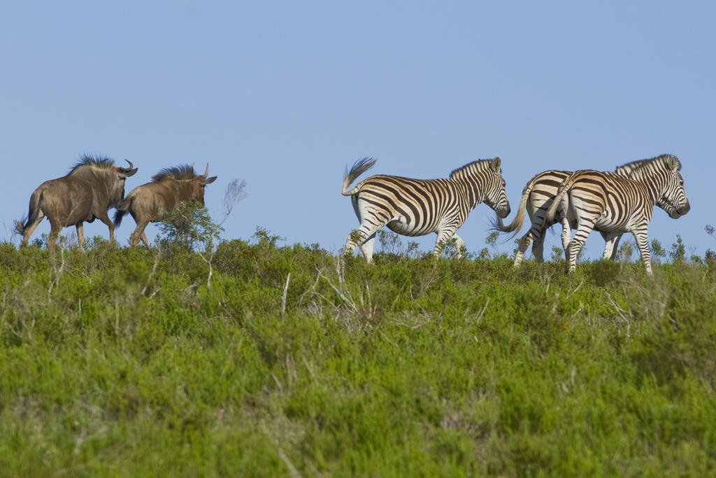 Nyaru Game Lodge Brandwag Buitenkant foto