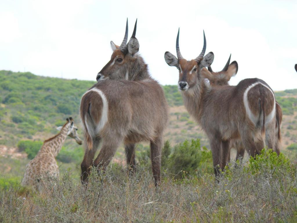Nyaru Game Lodge Brandwag Buitenkant foto