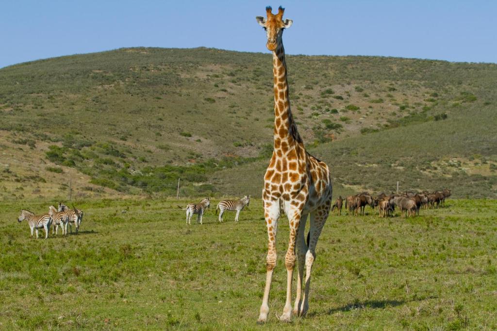 Nyaru Game Lodge Brandwag Buitenkant foto